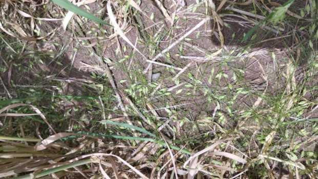 Diyarbakır ve Batman’da dolu etkili oldu, ekili araziler zarar gördü