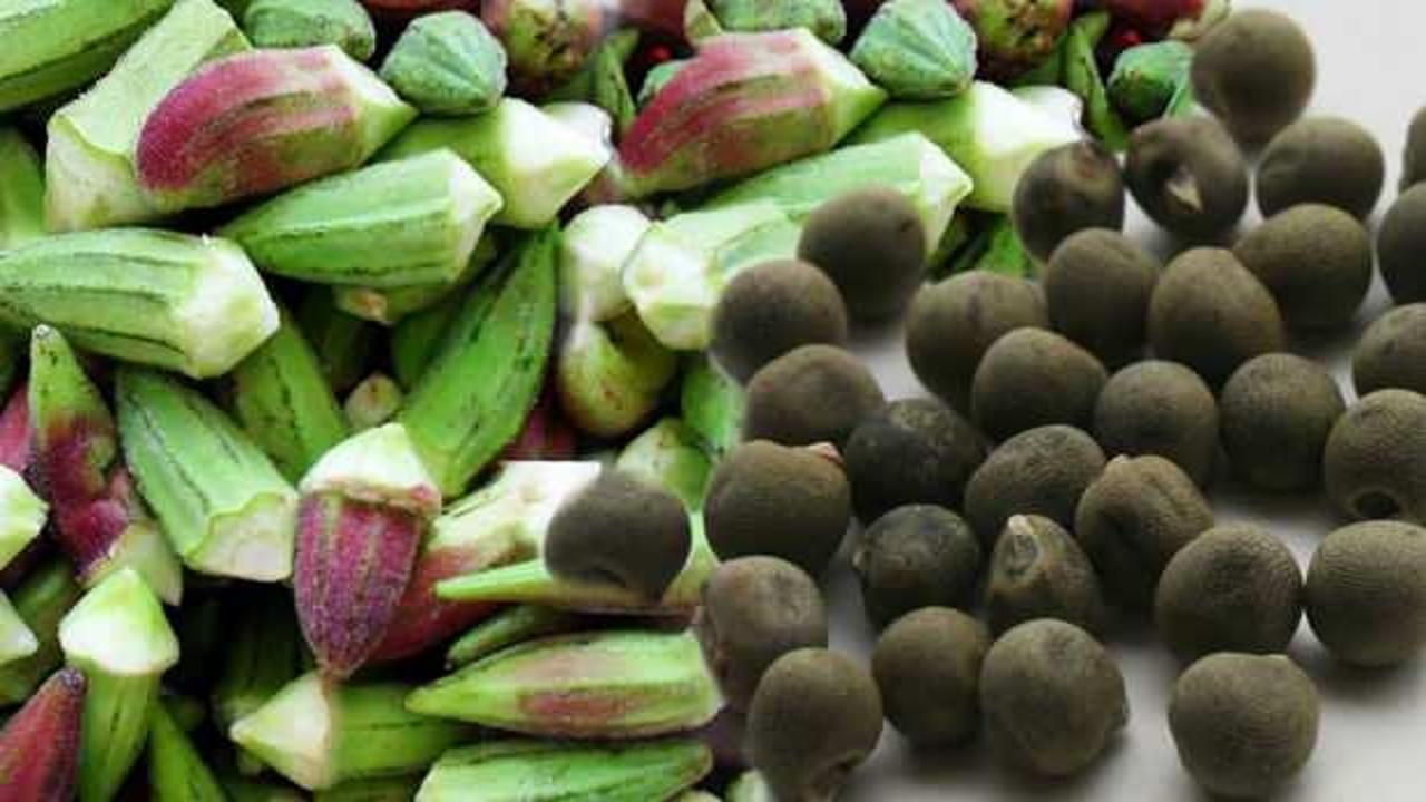 Kuru bamya tohumu nasıl kullanılır? Dizler için bamya tohumu kullananlar…