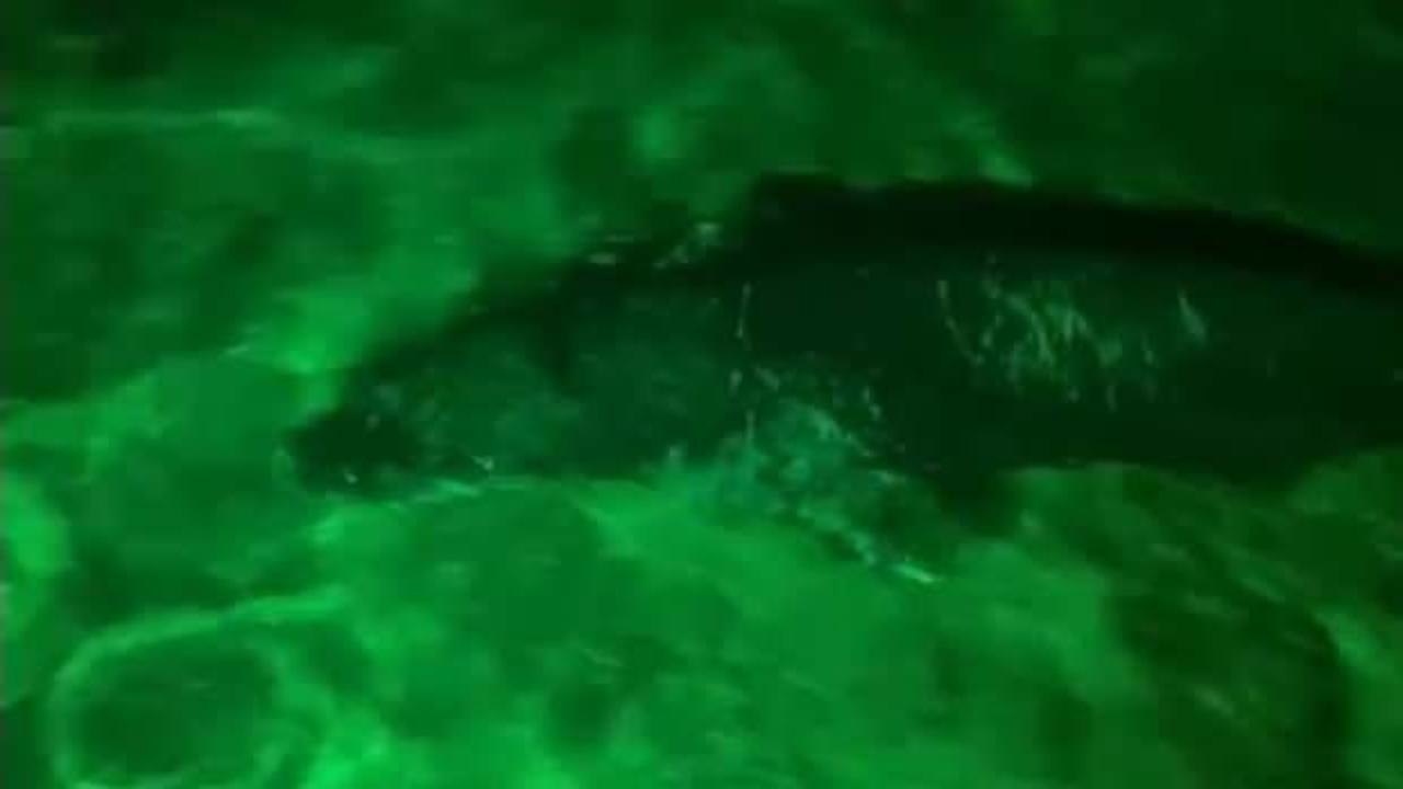 Yer: Bodrum! Akdeniz foku gece kulübünde