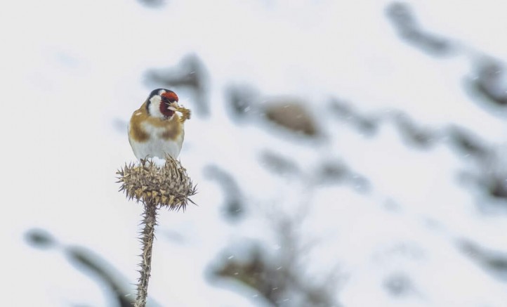 Hacı Ahmet Ünlü, Karlı Günlerde Dağlardaki Kuşları Unutulmadı