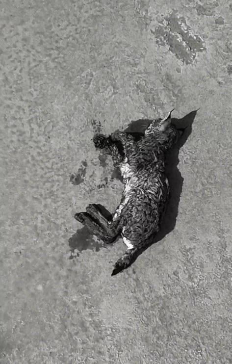 Su kanalına düşen vaşak kurtarılıp, bakıma alındı