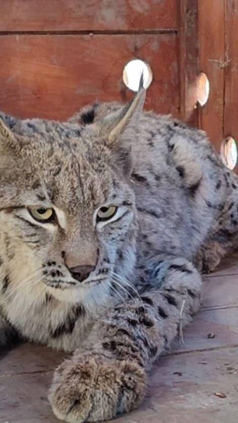 Su kanalına düşen vaşak kurtarılıp, bakıma alındı