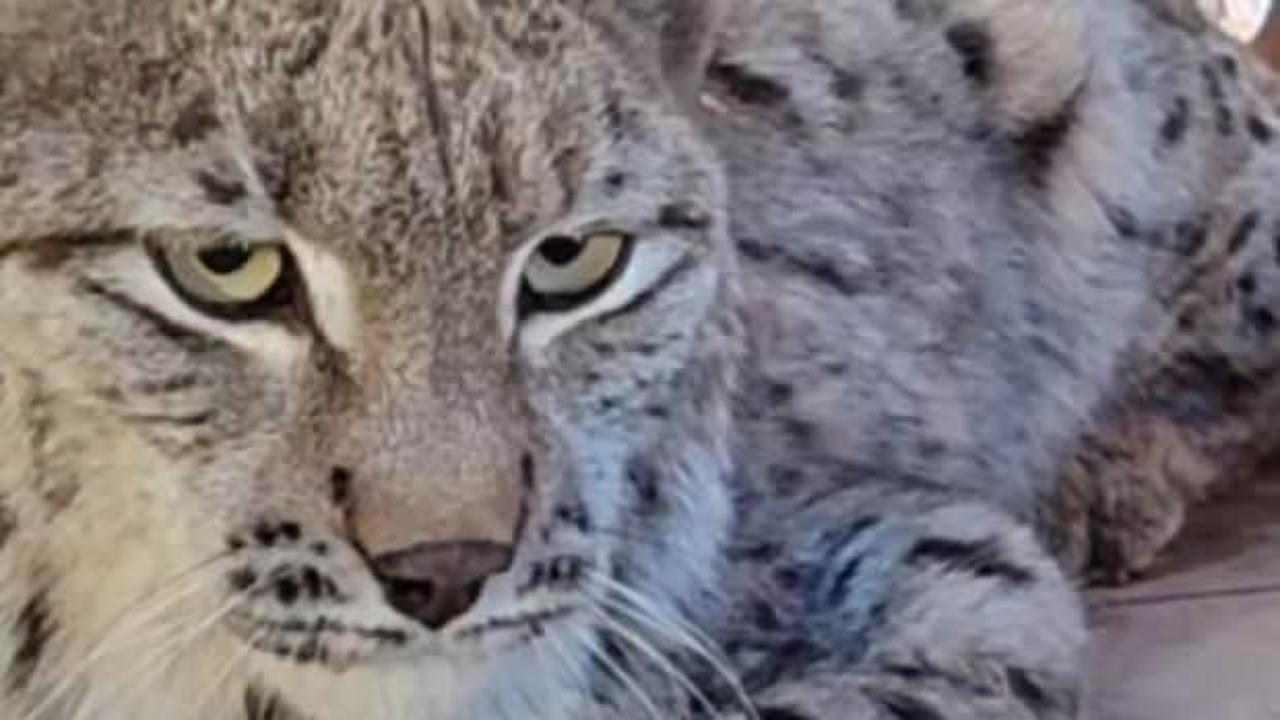 Su kanalına düşen vaşak kurtarılıp, bakıma alındı