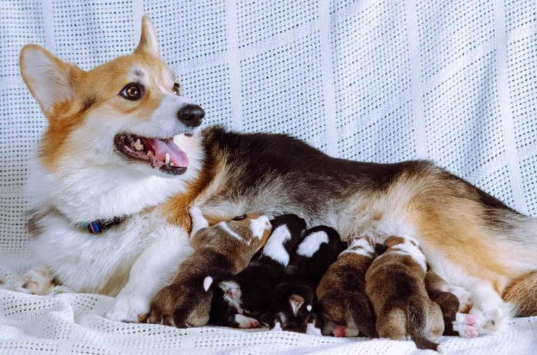 'İnsanlar için kullanılan ağrı kesiciler, hayvanlar için ölümcül olabilir'