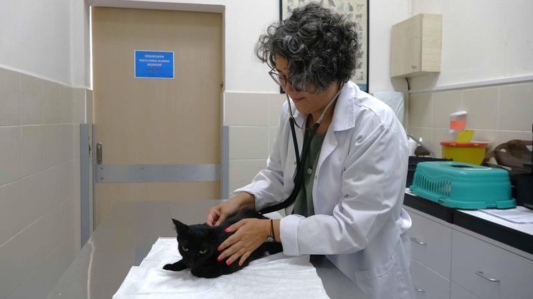 'İnsanlar için kullanılan ağrı kesiciler, hayvanlar için ölümcül olabilir'