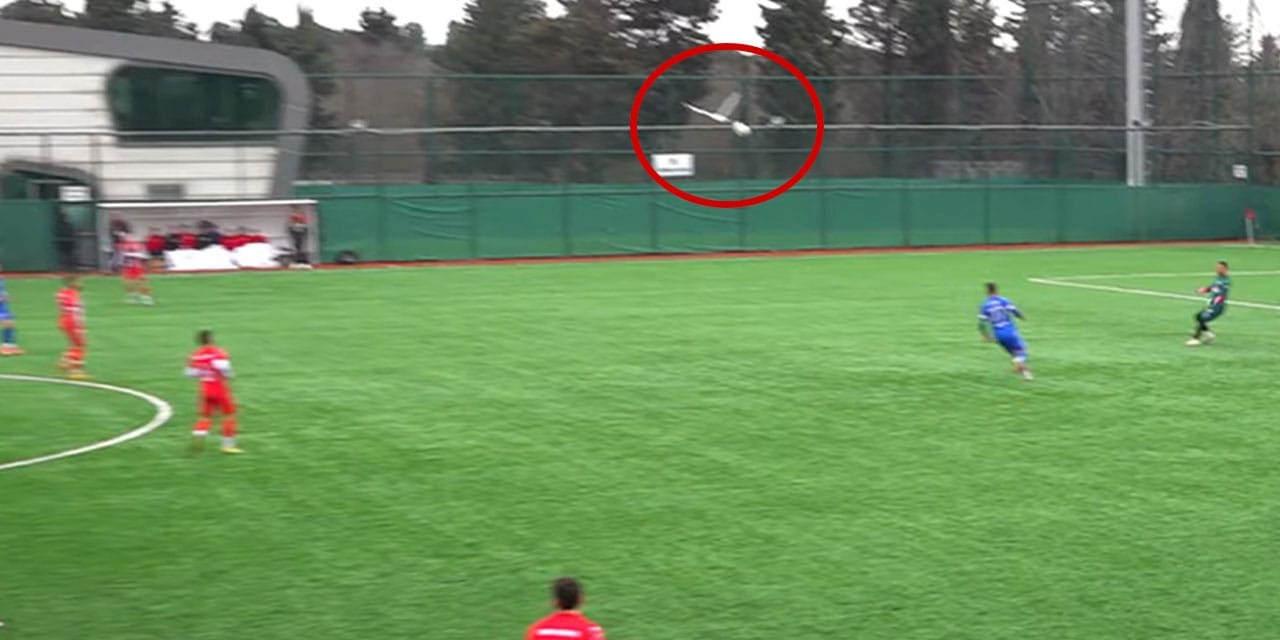 Futbol tarihine geçen martıdan acı haber: Kalecinin vurduğu top çarpmıştı!